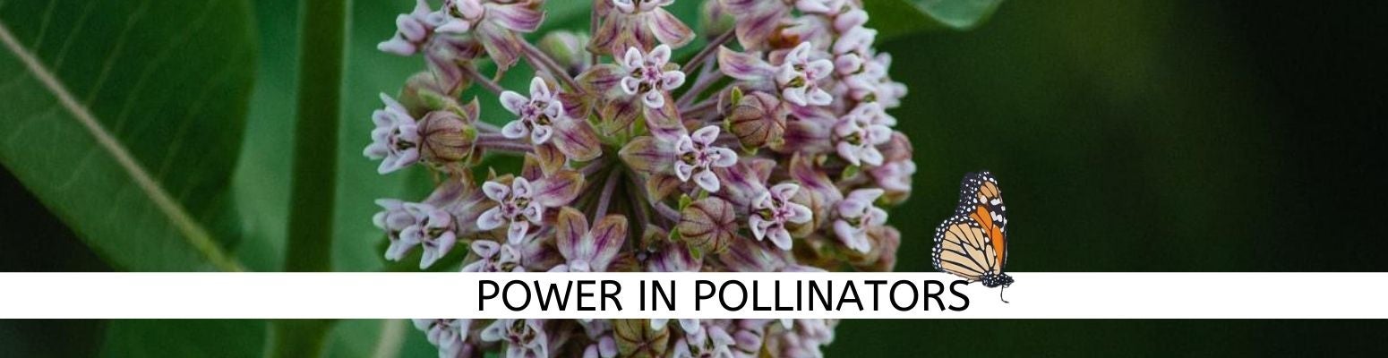 Power In Pollinators | Barron Electric Cooperative